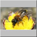 Andrena bicolor - Sandbiene w08b 8mm.jpg
